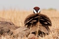 Indian courser Royalty Free Stock Photo