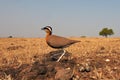 Indian courser