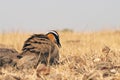 Indian courser Royalty Free Stock Photo