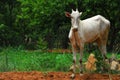 Indian cow Royalty Free Stock Photo