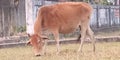 Indian cow,animal,milkcow,beaf,Indian goddess,gai,Indian culture caw,pets,Indian pets