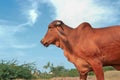 indian cow