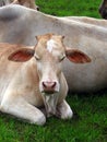 Indian Cow Calf Royalty Free Stock Photo