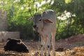 Indian cow calf Royalty Free Stock Photo