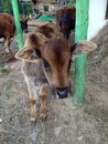 Indian cow calf Royalty Free Stock Photo