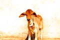 indian cow Calf,brown color cow calf,white wall background Royalty Free Stock Photo