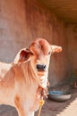 Indian cow calf,cow cattle in farm and look at the camera Royalty Free Stock Photo