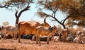 indian cow and calf's rest in govshal (goshala),beautiful view of cow and cow group,high protein milk  cow group Royalty Free Stock Photo