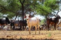 indian cow and calf's rest in govshal (goshala),beautiful view of cow and cow group,high protein milk  cow group Royalty Free Stock Photo