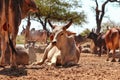 indian cow and calf's rest in govshal (goshala),beautiful view of cow and cow group,high protein milk  cow group Royalty Free Stock Photo