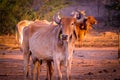 Indian cow,curious cow eating grass at the field,cattle Shed Rural India,agriculture industry,farming concept