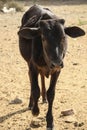 Indian cow of dark color walking along a sandy road, India, Asia Royalty Free Stock Photo