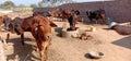 Indian cow family Royalty Free Stock Photo