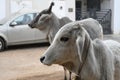 Indian Cow, Cow farming, Animal Group,