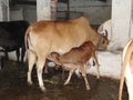 Indian cow with her calf; it& x27;s a feeling time Royalty Free Stock Photo