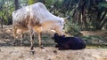 An Indian Cow In Love With Her Black Calf. Mother Child Love. Royalty Free Stock Photo