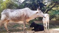 An Indian Cow In Love With Her Calf. A Calf Is Sitting In The Near. Royalty Free Stock Photo