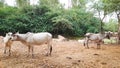 A Indian Cow Is Loving Her Calf And Another Indian Cow Is Suckling the Calf Royalty Free Stock Photo