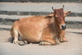 Cow lying at steps the temple