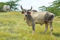 Indian cow at meadows