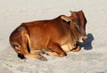 Indian cow resting on the sandy beach of Goa Royalty Free Stock Photo
