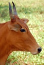 Indian Cow's Head