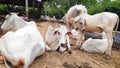 Indian Cow Standing With Her Calf And Are Sitting Many Cows. Adorable. Royalty Free Stock Photo