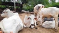 Indian Cow Standing With Her Calf And Are Sitting Many Cows. Royalty Free Stock Photo