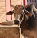 Indian cow in the street. Cow is a sacred animal in India. Royalty Free Stock Photo