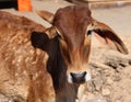 Indian cow in the street. Cow is a sacred animal in India. Royalty Free Stock Photo