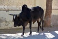 Indian cow in the street. Cow is a sacred animal in India. Royalty Free Stock Photo