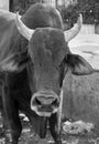 Indian cow in the street. Cow is a sacred animal in India Royalty Free Stock Photo