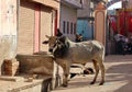 Indian cow in the street. Cow is a sacred animal in India. Royalty Free Stock Photo