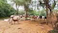 Indian Cow Suckling Her Calf. Indian Mother Cow And Baby. Royalty Free Stock Photo