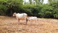 Indian Cow Suckling Her Calf. Indian Mother Cow Love Attachment. Royalty Free Stock Photo