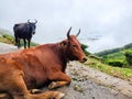 A2 Indian Cow in Tea plantations in Munnar, Kerala, India. Cow Roaming & Lying on the road in front of tea plantation Royalty Free Stock Photo