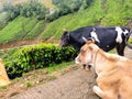 A2 Indian Cow in Tea plantations in Munnar, Kerala, India. Cow Roaming & Lying on the road in front of tea plantation Royalty Free Stock Photo