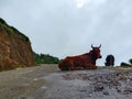 A2 Indian Cow in Tea plantations in Munnar, Kerala, India. Cow Roaming & Lying on the road in front of tea plantation Royalty Free Stock Photo