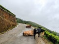 A2 Indian Cow in Tea plantations in Munnar, Kerala, India. Cow Roaming & Lying on the road in front of tea plantation Royalty Free Stock Photo