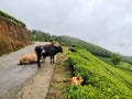 A2 Indian Cow in Tea plantations in Munnar, Kerala, India. Cow Roaming & Lying on the road in front of tea plantation Royalty Free Stock Photo