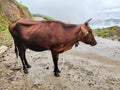 A2 Indian Cow in Tea plantations in Munnar, Kerala, India. Cow Roaming & Lying on the road in front of tea plantation