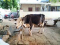 Indian Cow tied in a outdoor empty field near the house