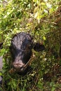 Indian cow using green plants as a heat reducer