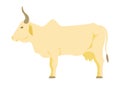 Indian cow vector illustration. Indian cow on the white background. Royalty Free Stock Photo