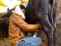 an indian cowherd man snatching buffalo milk at byre house in India January 2020