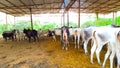 Indian Cows, Bulls And Calves.