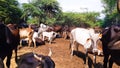 Indian Cows, Bulls And Oxen Stand In The Winter Sunlight.