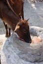 An Indian Cows Licks a Himalayan Salt Crystal Royalty Free Stock Photo