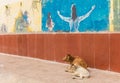 Indian cows lying in front of a mural in Orchha