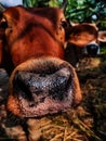 Indian Cows nose close up shot in the daytime Royalty Free Stock Photo